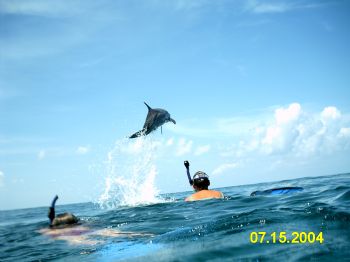 Atlantic Spotted Dolphin trying to get rid of ramora.  Ba... by Jeanette Marie Arnold 